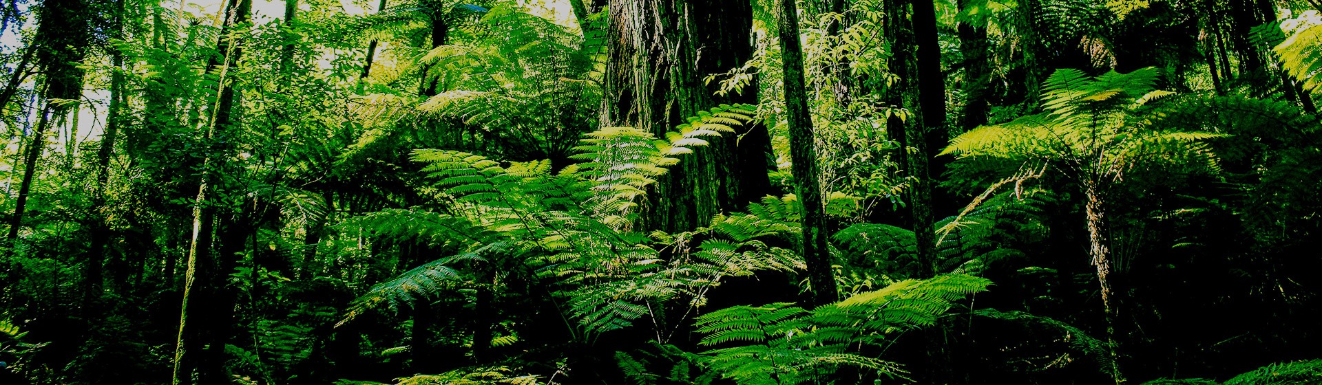 Blockhouse Bay Medical Centre - Native Bush